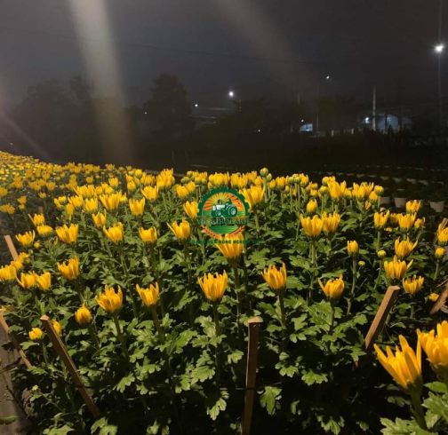 HOA CÚC ĐẠI ĐOÁ