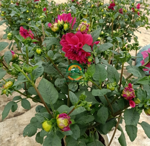  HOA THƯỢC DƯỢC