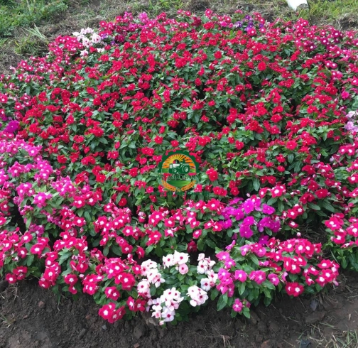  HOA DỪA CẠN 