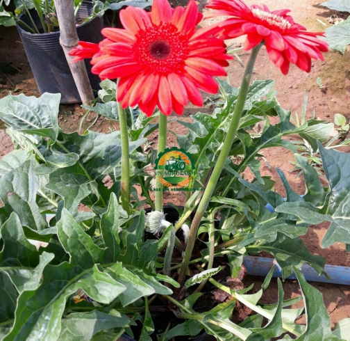 HOA ĐỒNG TIỀN