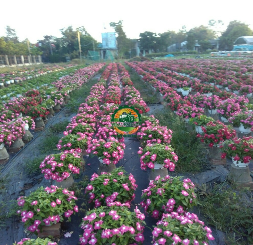  HOA DỪA CẠN 
